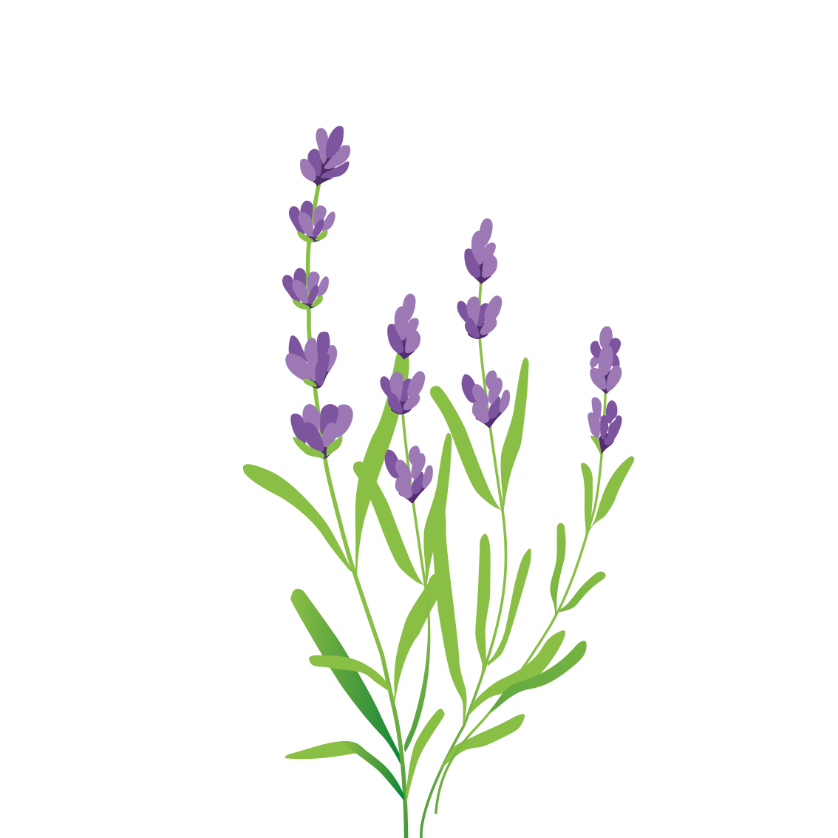 Lavender illustration