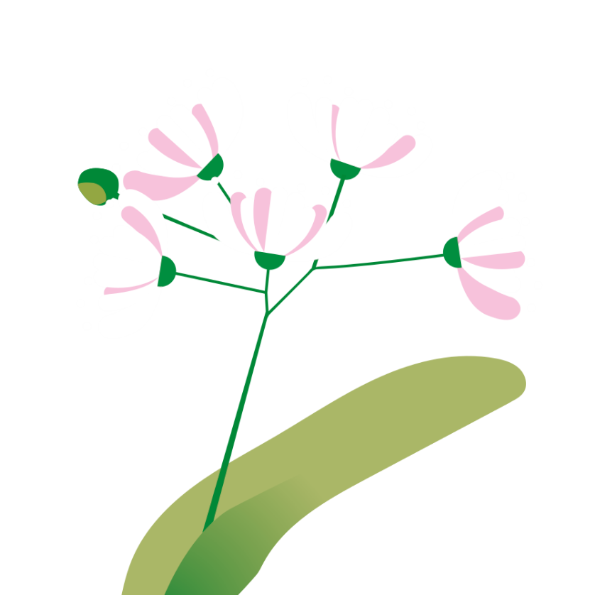 Linden Flowers illustration