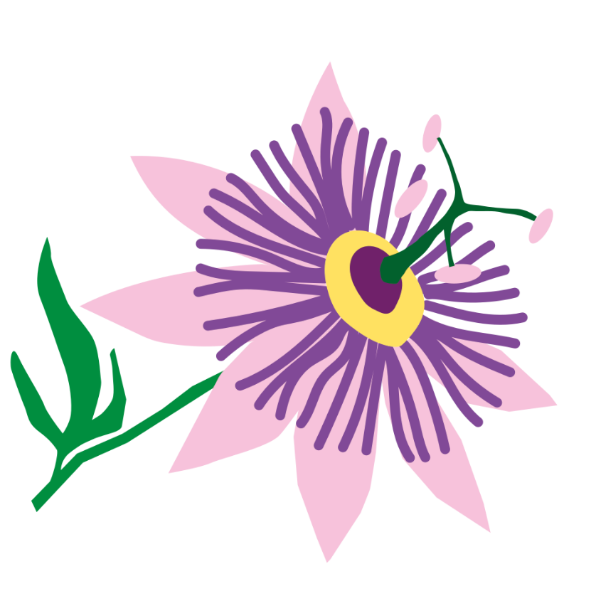 Passiflora