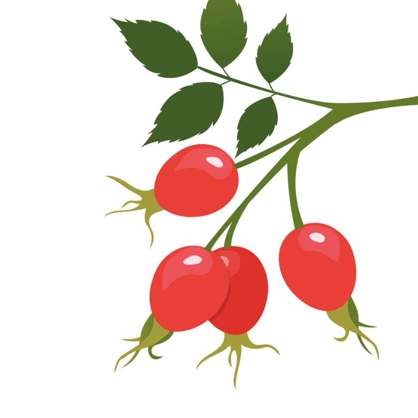 Rose Hip illustration